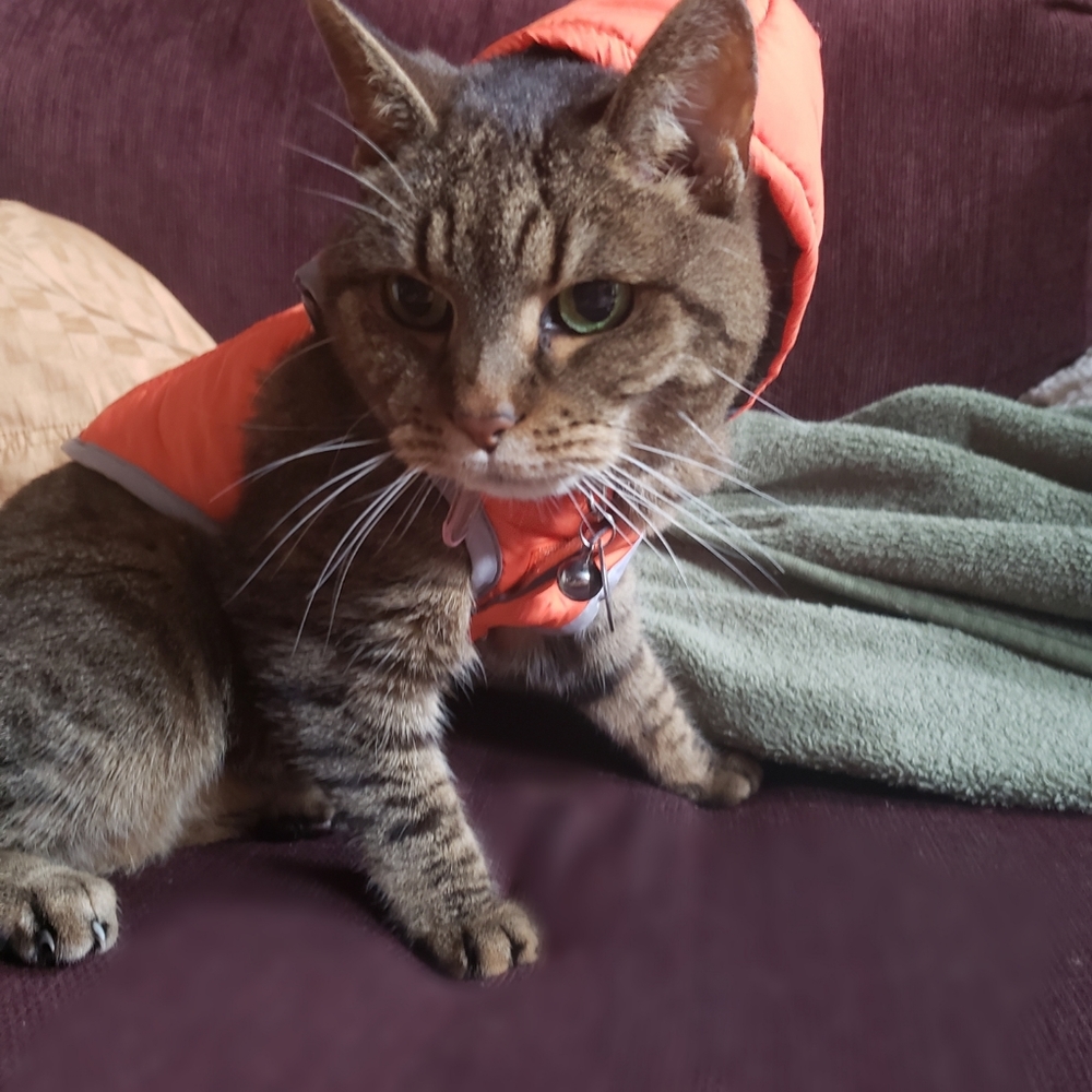 Reversible Pet Puffer jacket